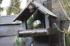 Blaumeise-Vogelhaus-62.jpg